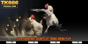 S128 Cockfight Secrets at TK666 Arena Play